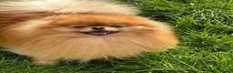 Pomeranian dogs for sale: 🧡 KC ORANGE SABLE POMERANIAN GIRL 🧡 in Thirsk - Advert 3