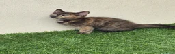 Mixed Breed cats for sale: 2 beautiful kittens looking for their forever home - Advert 20