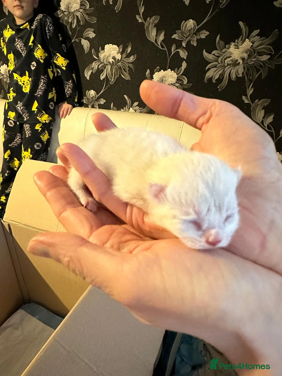 British Shorthair cats for sale: British Shorthair Kittens for Sale in Romford - Advert 8