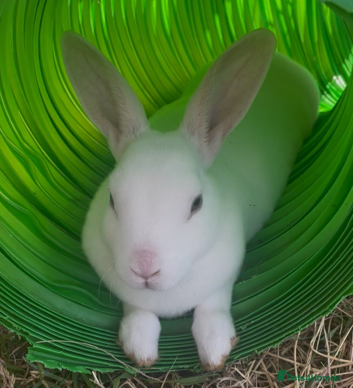 Rex rabbits Pure bred mini Rex 🐰  - Advert 23