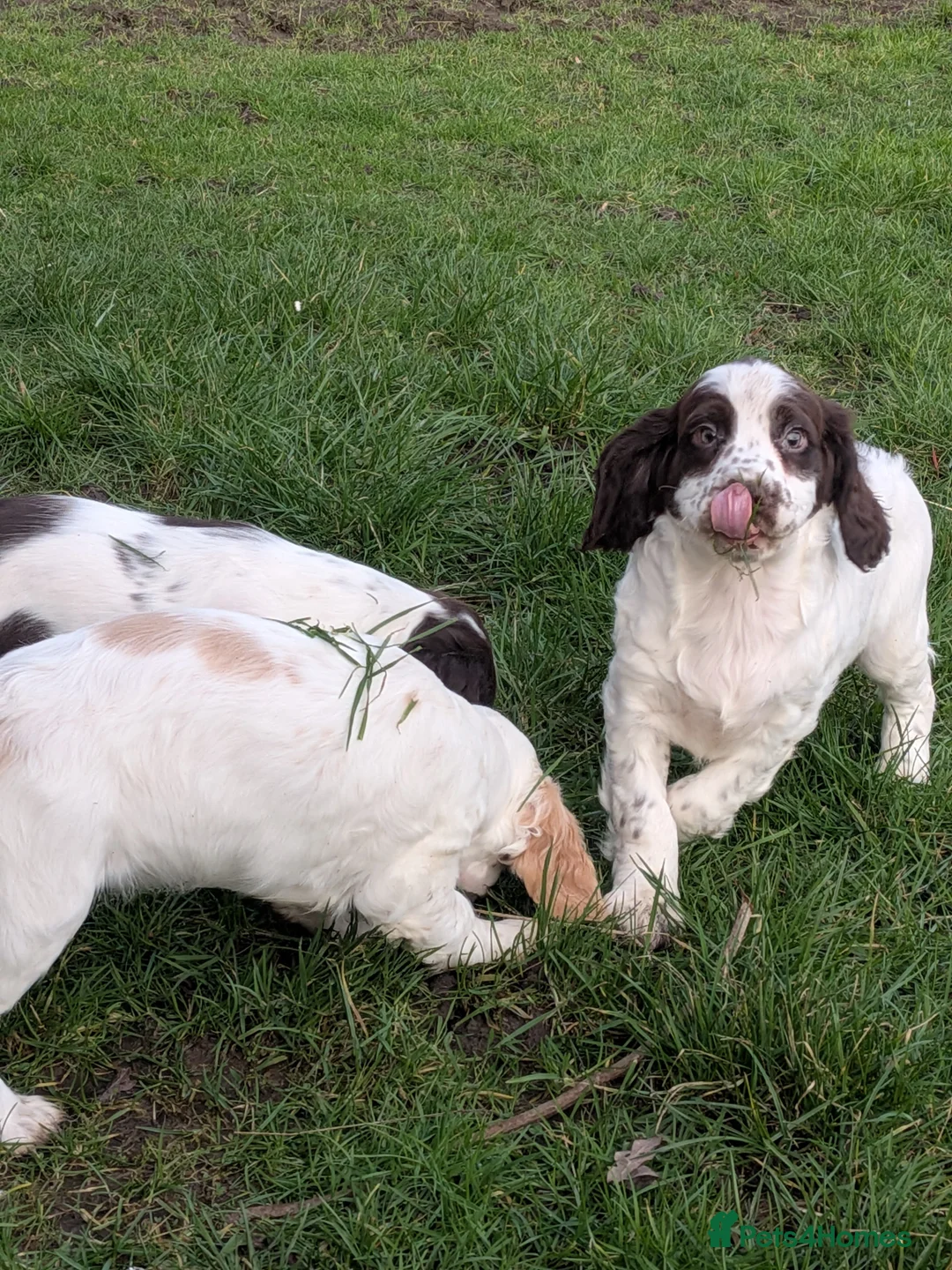 Cocker Spaniel dogs for sale: Cocker spaniel puppies  - Advert 10