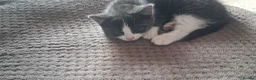 Mixed Breed cats for sale: Cute kittens - Advert 5