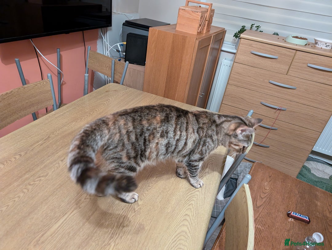 Mixed Breed cats for sale: Gorgeous cross bengal girl - Image 3