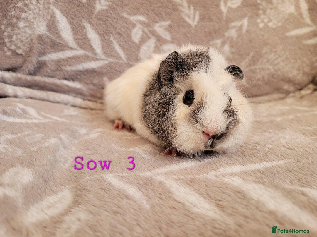 Guinea Pig rodents for sale: Beautiful baby girl guinea pigs  - Advert 4