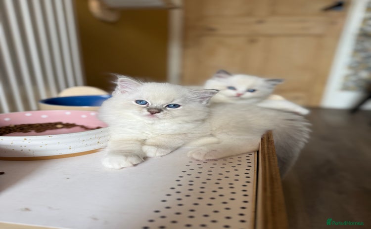 Ragdoll cats - Advert 13
