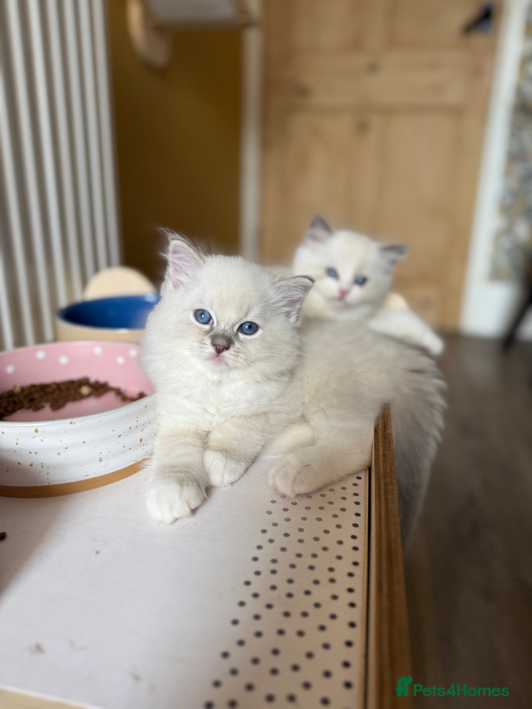 Ragdoll cats for sale: European ragdolls  - Image 2