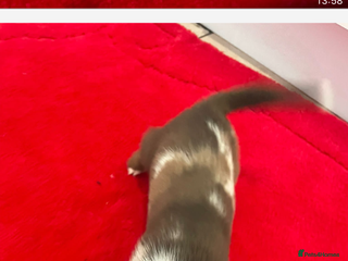 Mixed Breed dogs Dachshund x Jack Russel for sale - Advert 1