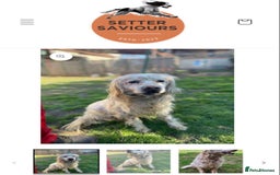 English Setter dogs for adoption: Logan - Advert 4