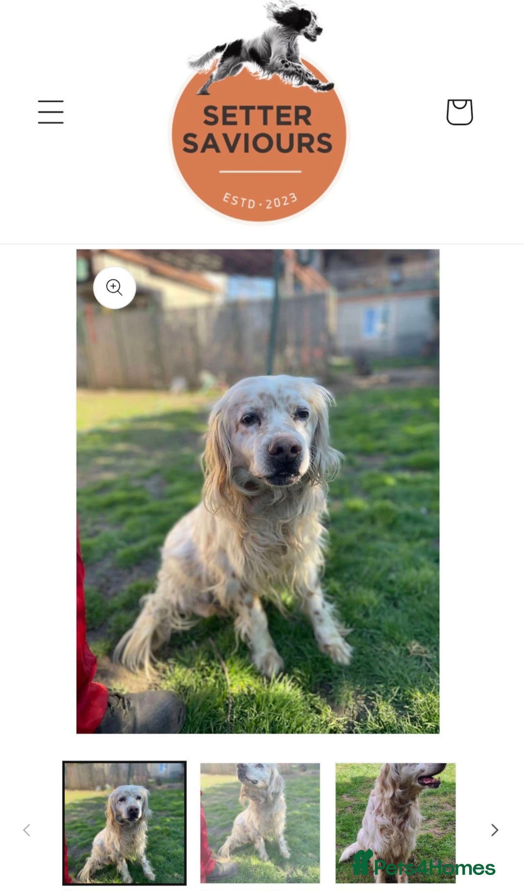 English Setter dogs for adoption: Logan - Advert 4