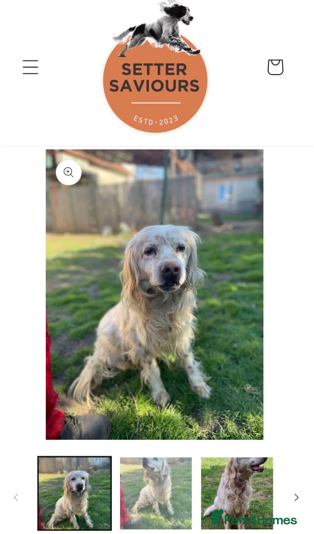 English Setter dogs for adoption: Logan - Advert 4