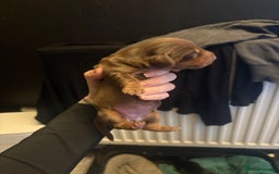 Miniature Dachshund dogs for sale: Miniature dachshund puppies  - Image 7