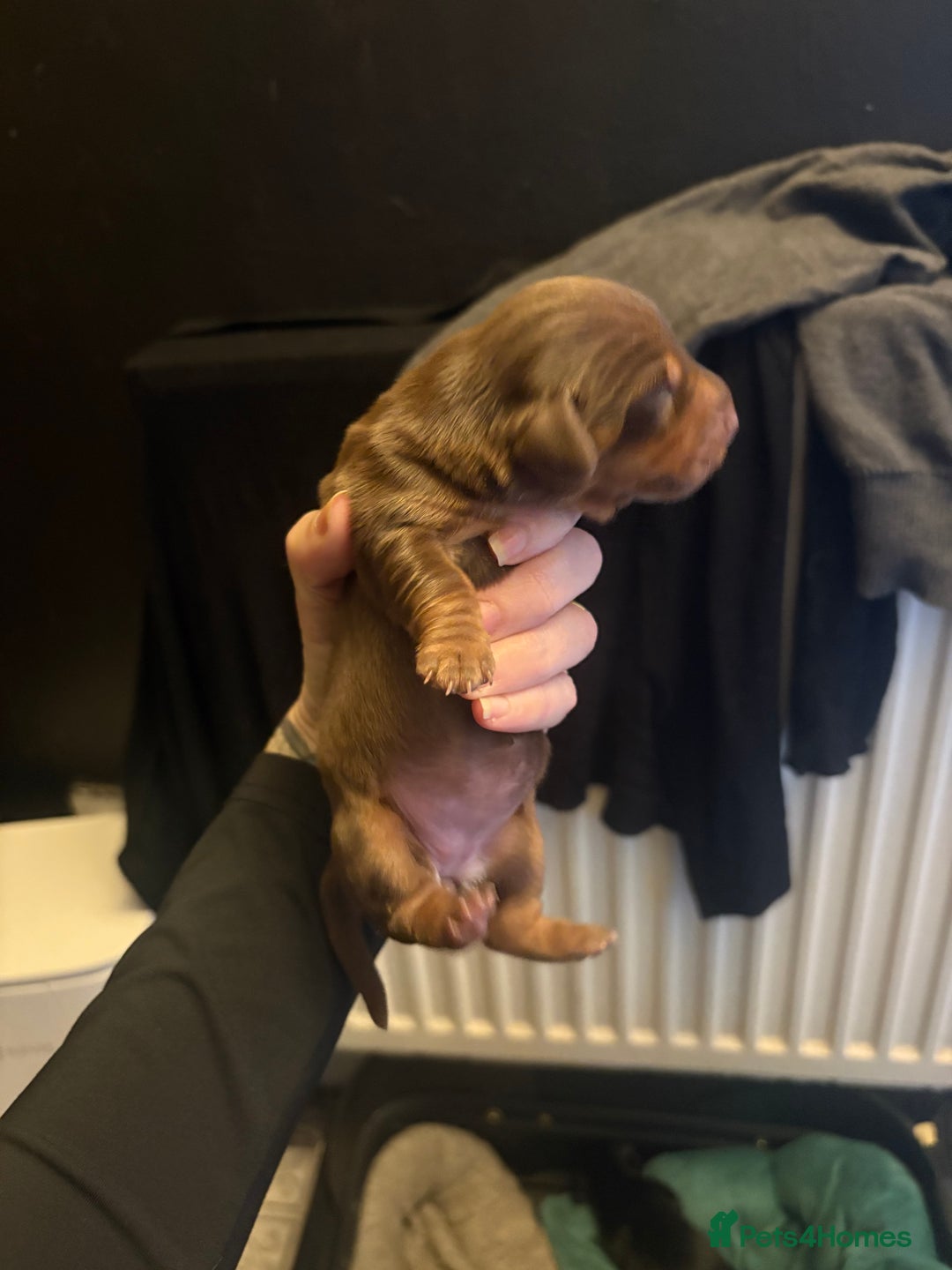 Miniature Dachshund dogs for sale: Miniature dachshund puppies  - Image 7
