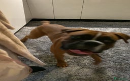 Boxer dogs for sale: Male Boxer Dog  - Image 5