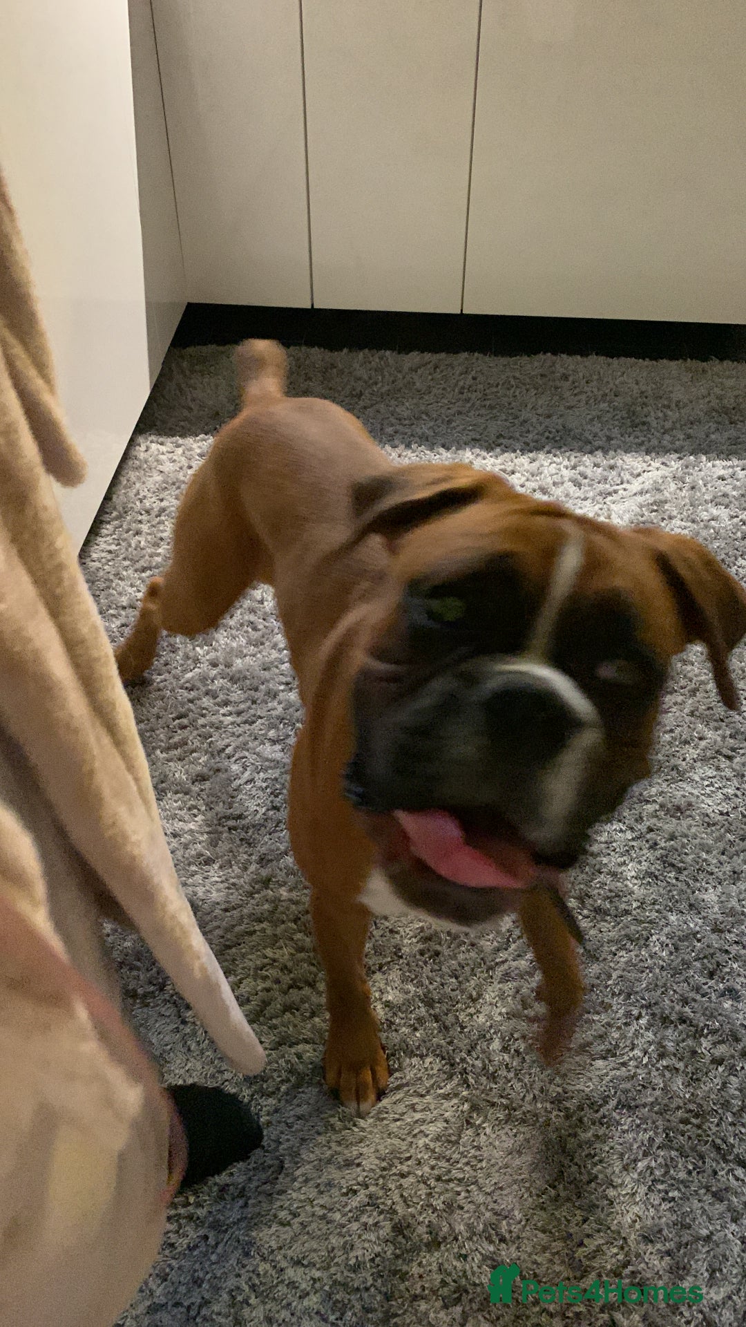 Boxer dogs for sale: Male Boxer Dog  - Image 5