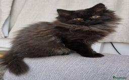 Mixed Breed cats for sale: Black smoke longhair female kitten - Image 2