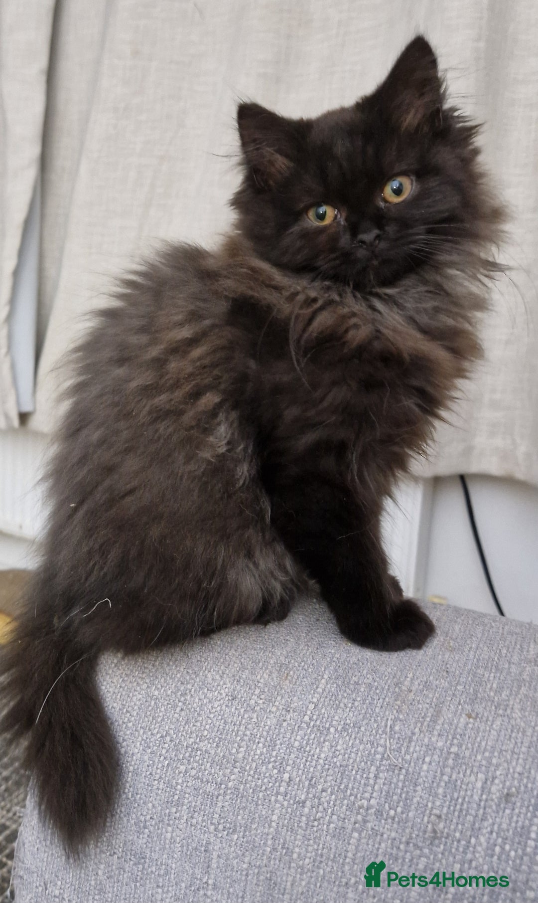 Mixed Breed cats for sale: Black smoke longhair female kitten - Image 2