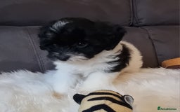 Cockapoo dogs for sale: Best Friend Sofa Companions 🥰 Fully vaccinated  - Image 9