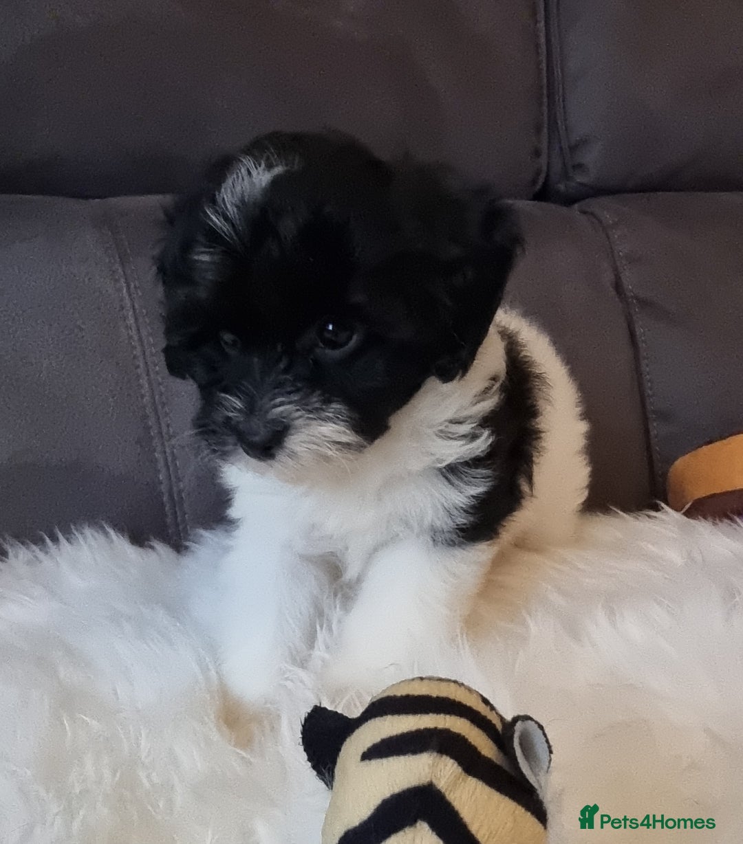 Cockapoo dogs for sale: Best Friend Sofa Companions 🥰 Fully vaccinated  - Image 9