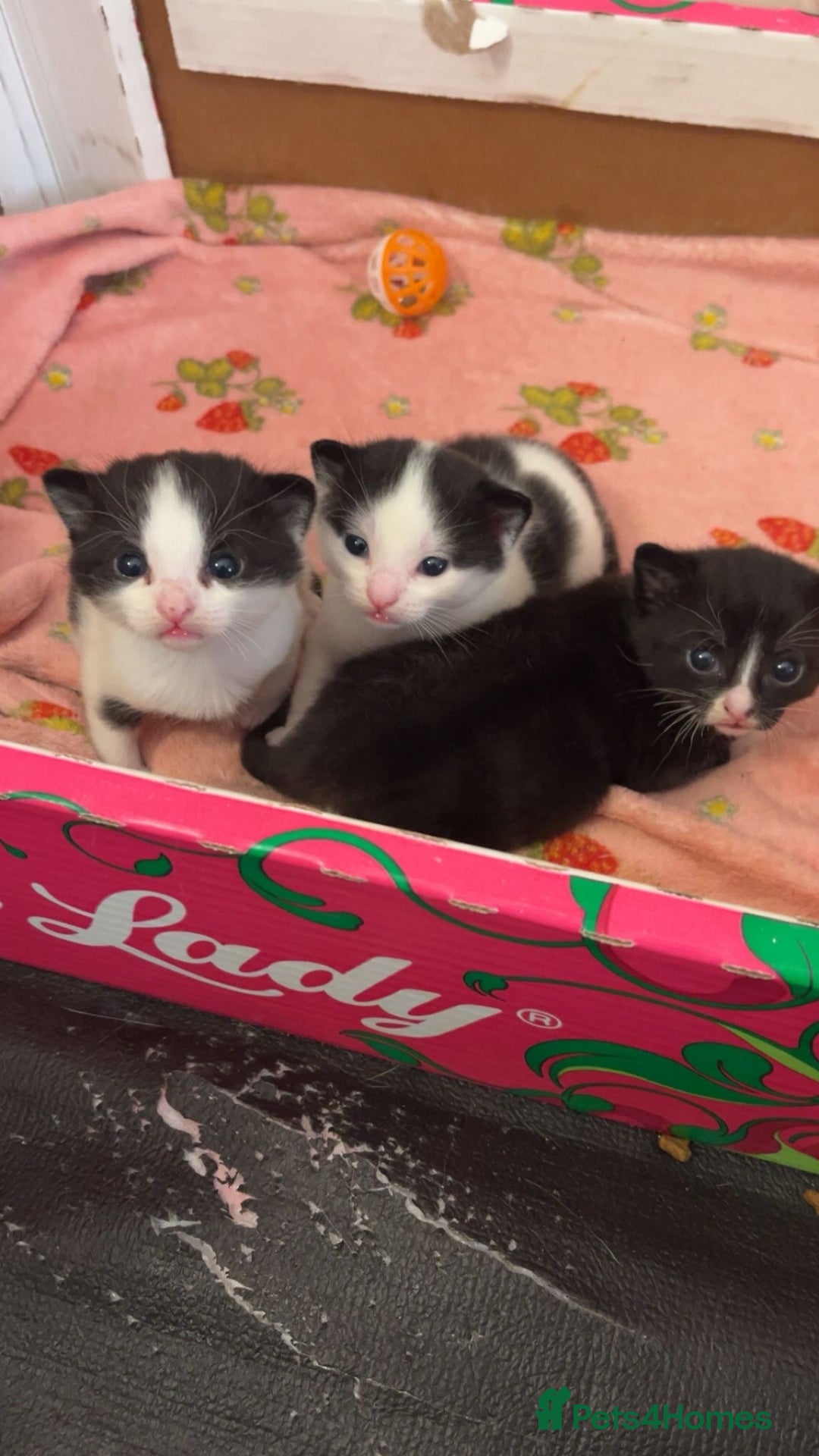 Domestic Shorthair cats for sale: Kittens  - Image 2