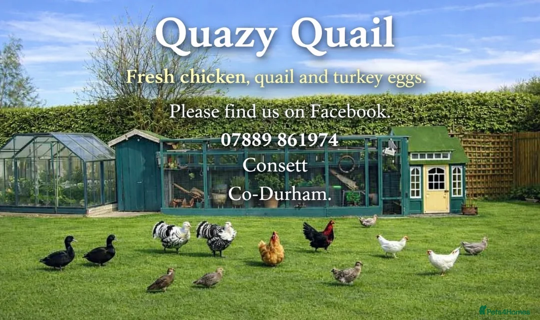 Quail poultry for sale: Quail eggs for sale.  - Advert 2