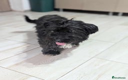 Mixed Breed dogs for adoption: Small playful girl needs a home with another dog - Image 4