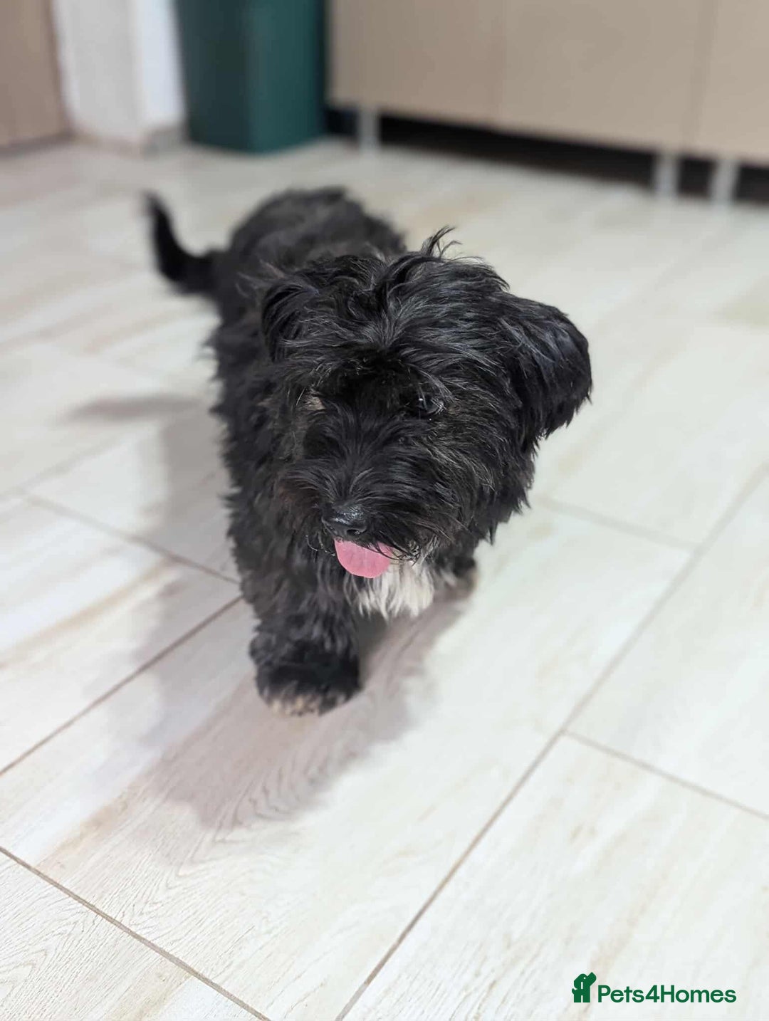 Mixed Breed dogs for adoption: Small playful girl needs a home with another dog - Image 4