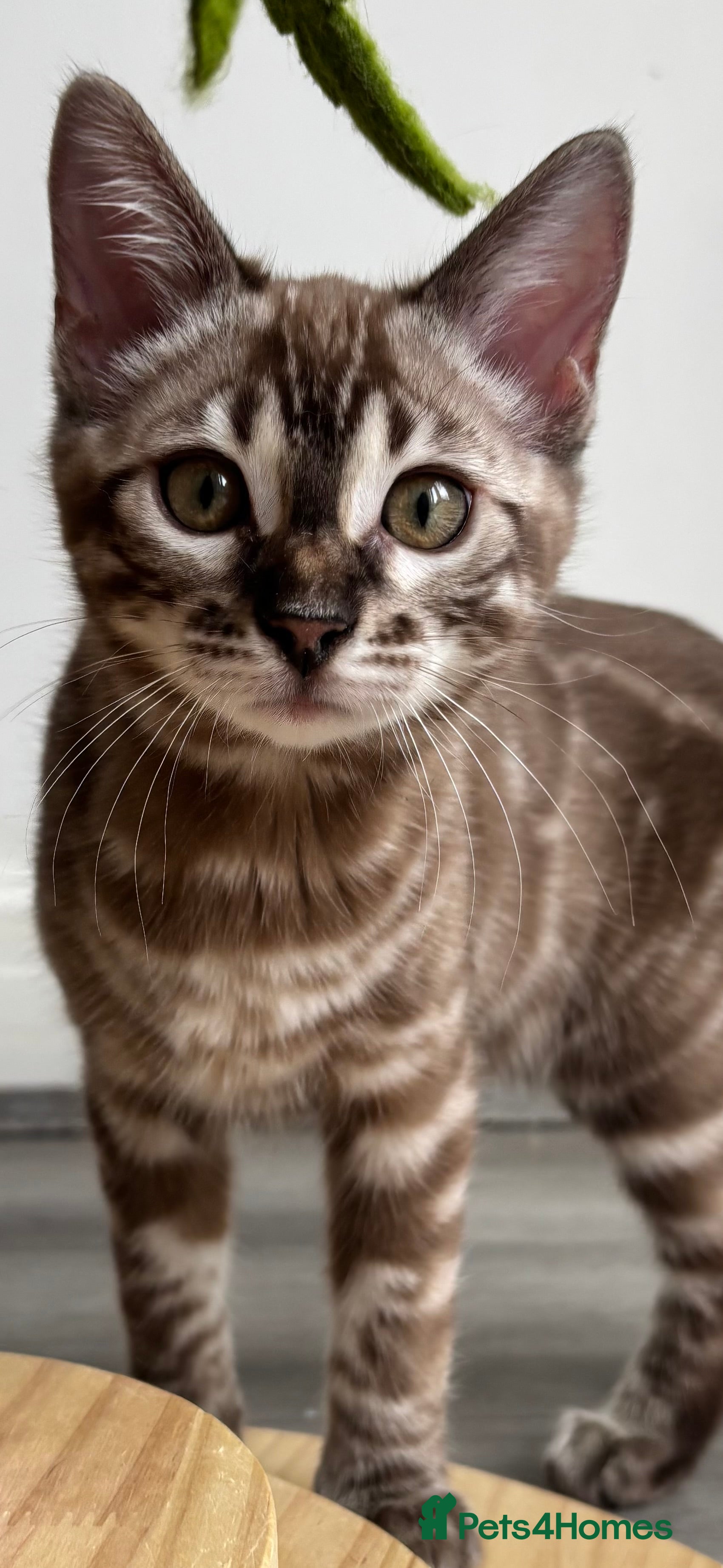 Bengal cats Beautiful Pure Bengal kittens 🐆 🌈 ✨ - Advert 2