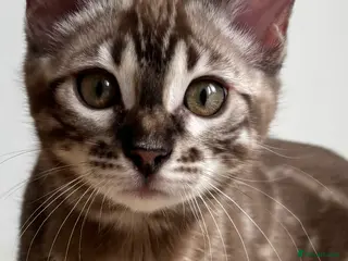 Bengal cats Beautiful Pure Bengal kittens 🐆 🌈 ✨ - Advert 2