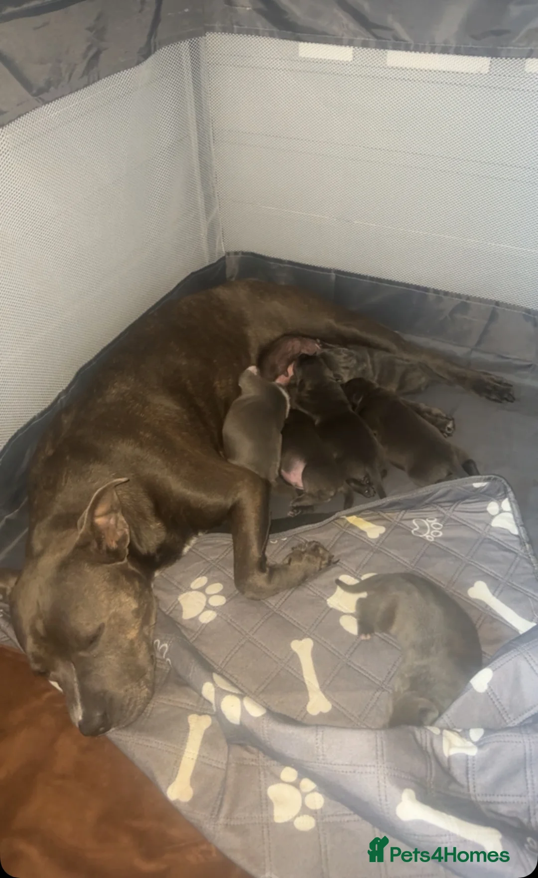 Staffordshire Bull Terrier dogs for sale: Beautiful staffy pups  - Advert 9