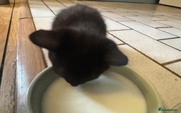 Mixed Breed cats for sale: 2 and half month old kittens for adoption! - Image 7