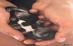 Chihuahua dogs for sale: 2 beautiful chihuahua boys  - Image 1