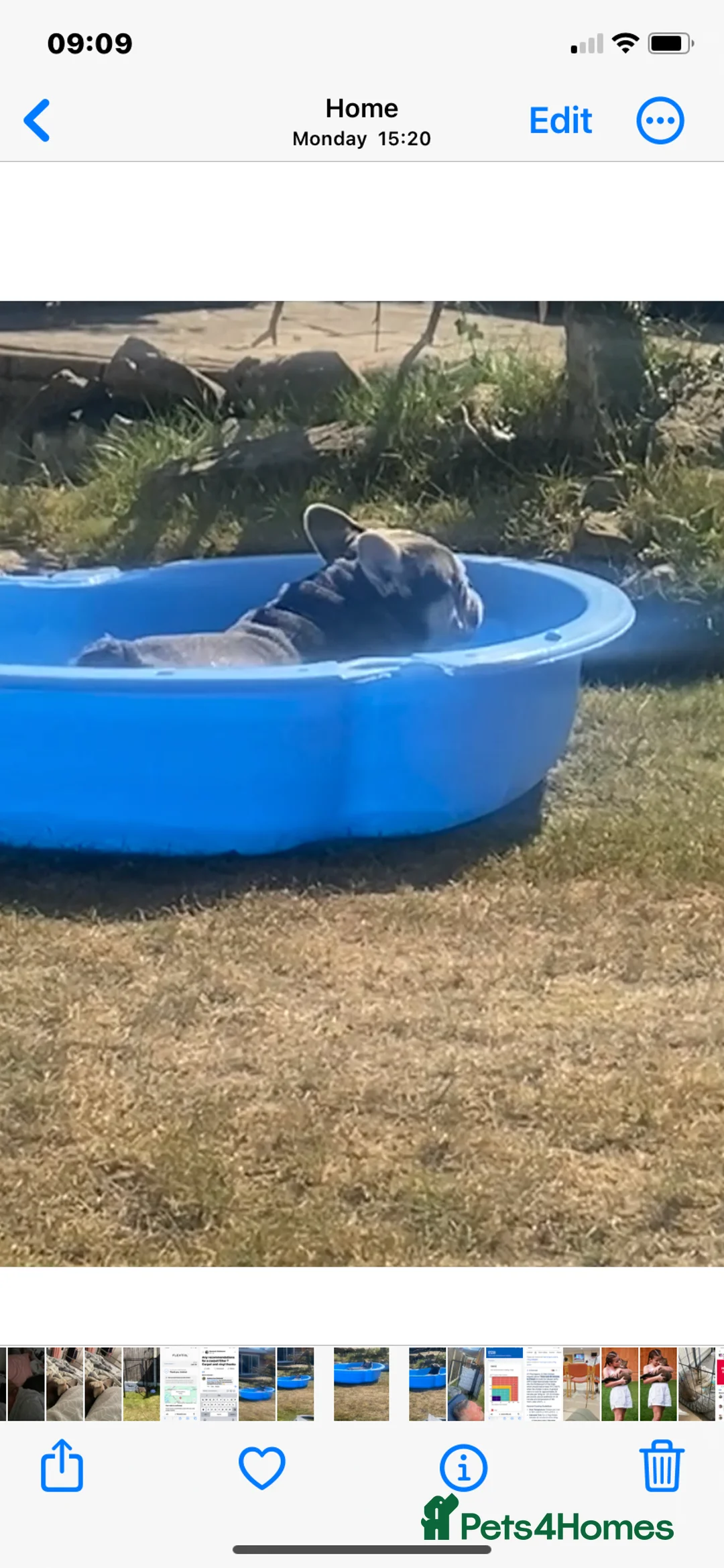 French Bulldog dogs for sale: Gorgeous-18month old French bulldog /male-Ernie in Derby - Advert 11