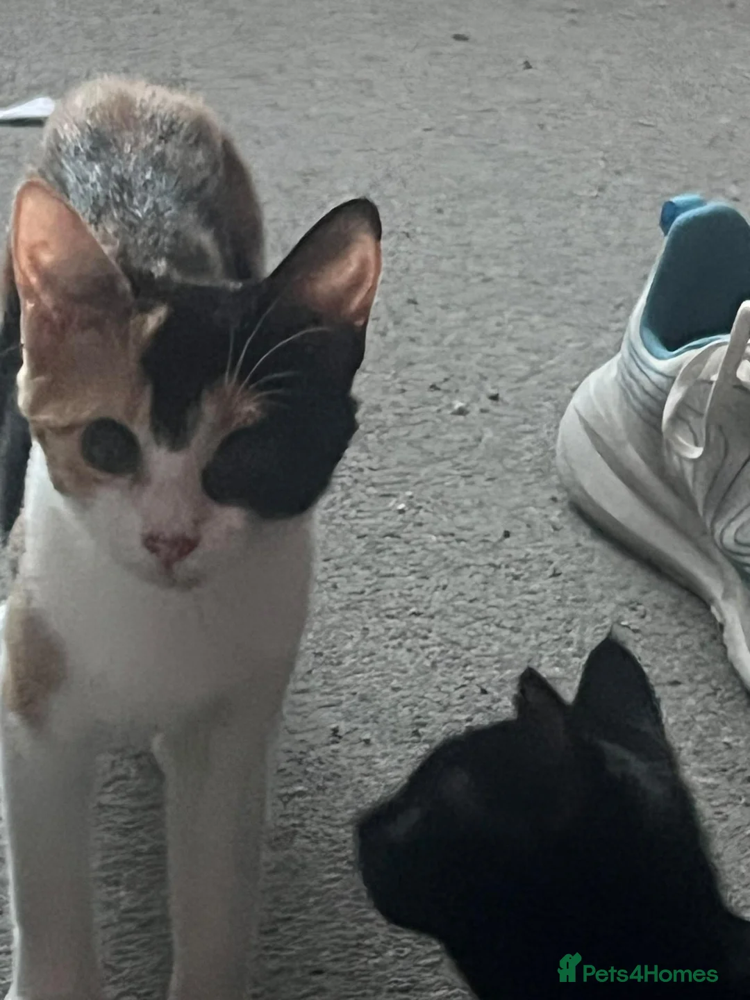 Mixed Breed cats for sale: Tinkerbelle 7 months rehome to good home in Richmond - Advert 3