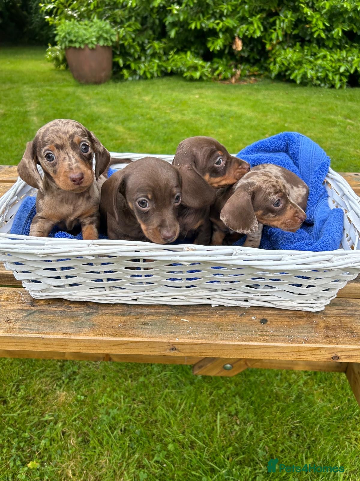 Miniature Dachshund dogs  🐾 Adorable Puppies Ready for Loving Homes! 🐾 - Advert 18