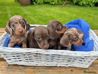 Miniature Dachshund dogs 🐾 Adorable Puppies Ready for Loving Homes! 🐾 - Advert 18