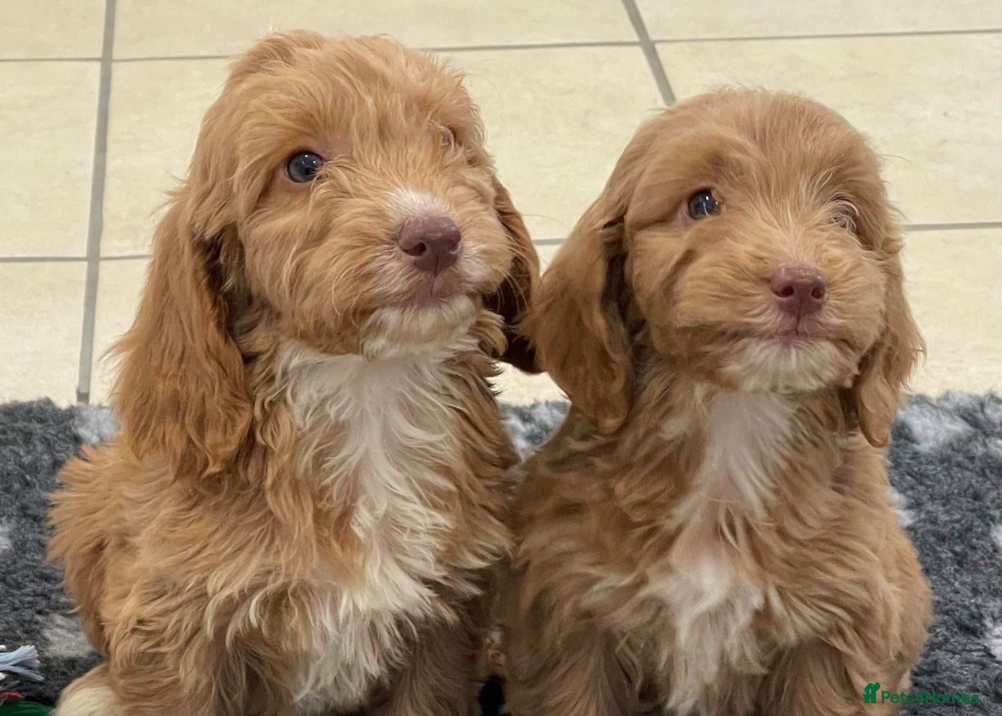 Cockapoo dogs Beautiful F1 cockerpoo pups NOW READY - Advert 1