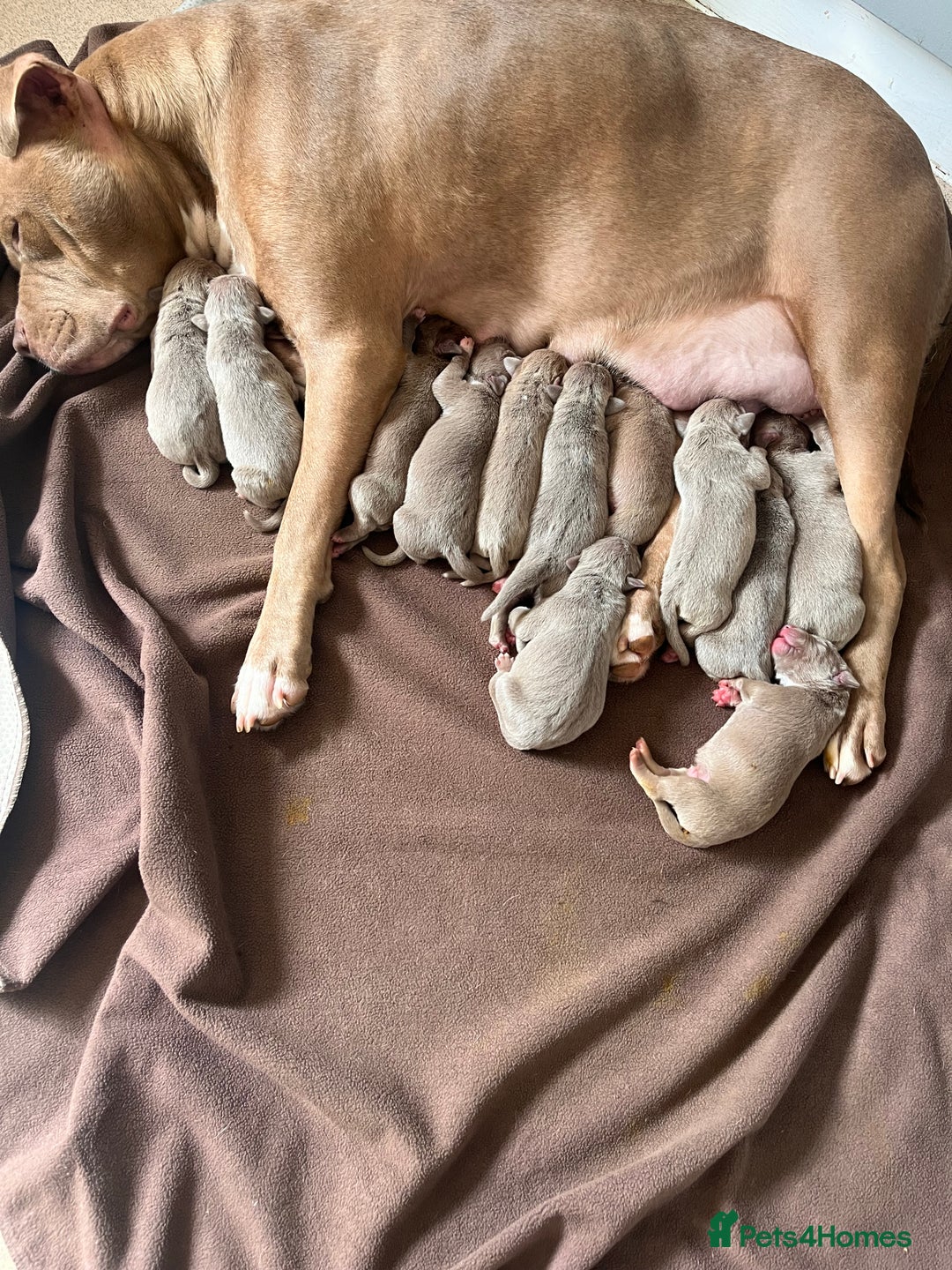 American Bull Staffy dogs for sale: American Bull Staffordshire  - Image 1