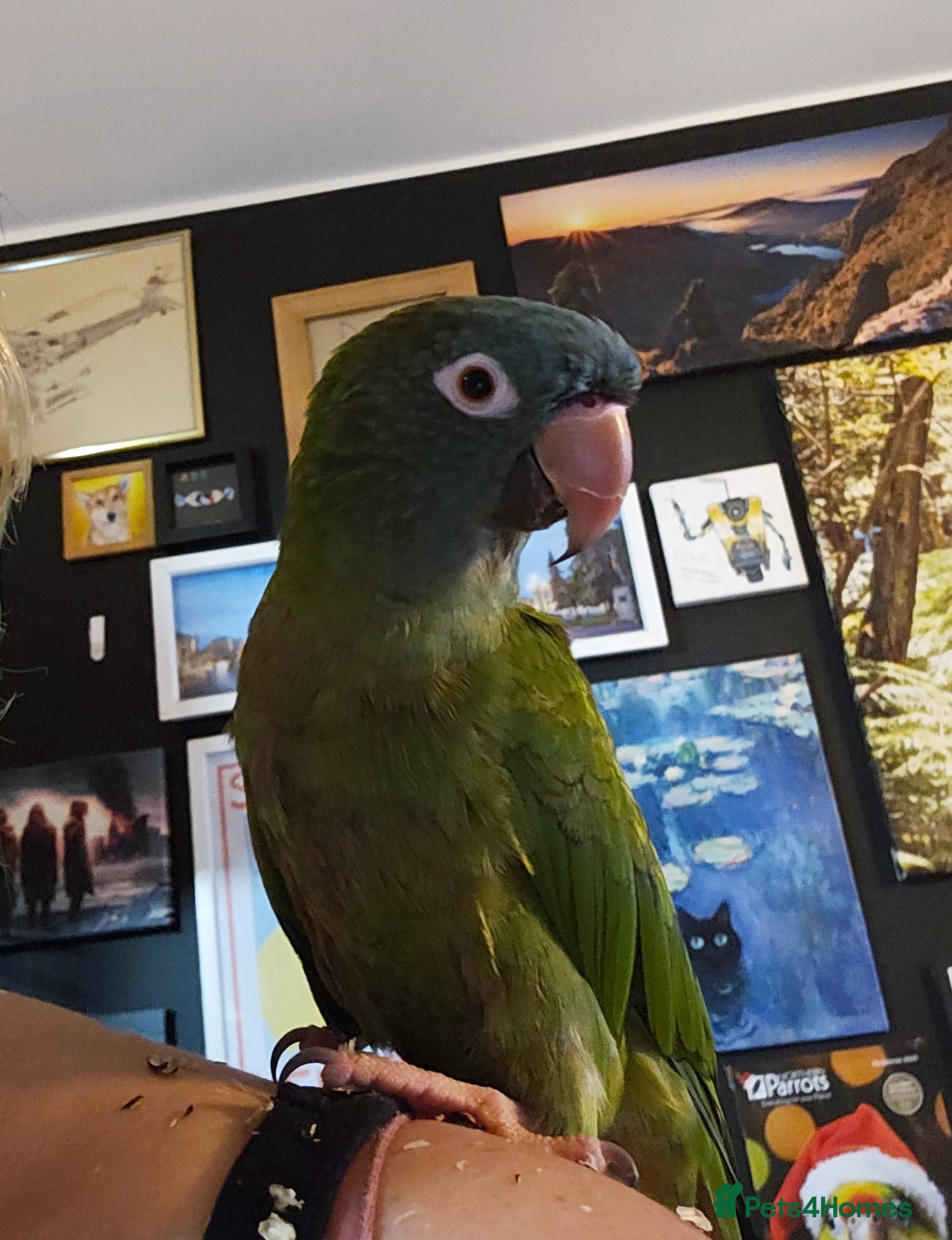Conures birds for sale: Blue crown, sun conure, green cheeks  - Advert 4