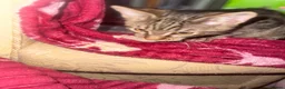 American Shorthair cats for sale: Ginger & tabby male for sale please read descripti - Advert 3