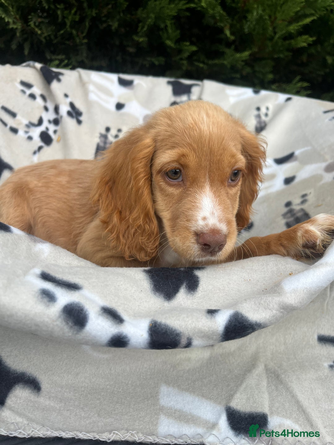 Cocker Spaniel dogs for sale: Five beautiful cocker spaniels - Image 18