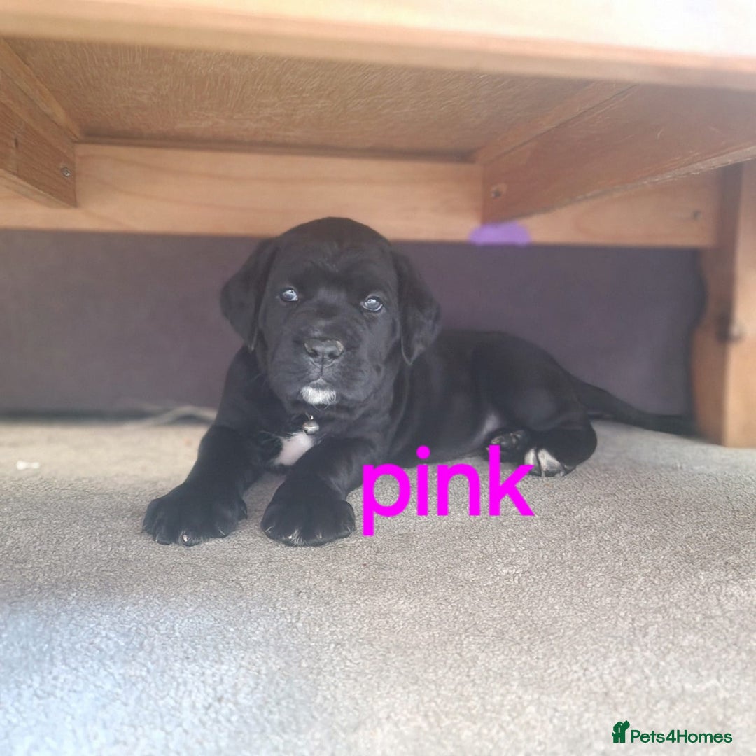 Cane Corso dogs for sale: Gorgeous Cane Corso pups - 2 chunky girls left! - Image 8