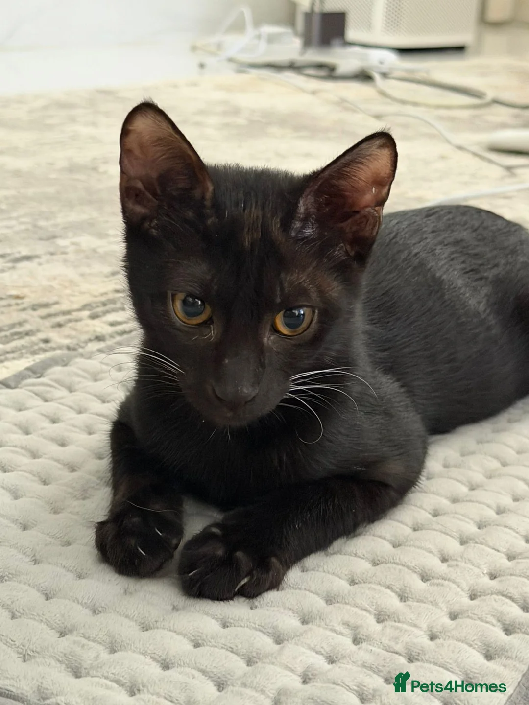 Arabian Mau cats for sale: Cuddly black kitten with unique white whiskers - Advert 2