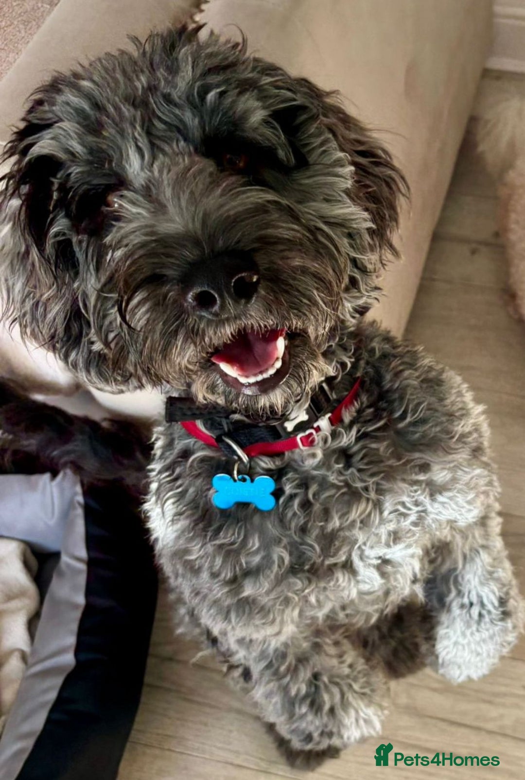 Poodle dogs for sale: Superb cocker poo black silver merle  - Advert 1