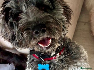 Poodle dogs Superb cocker poo black silver merle - Advert 12