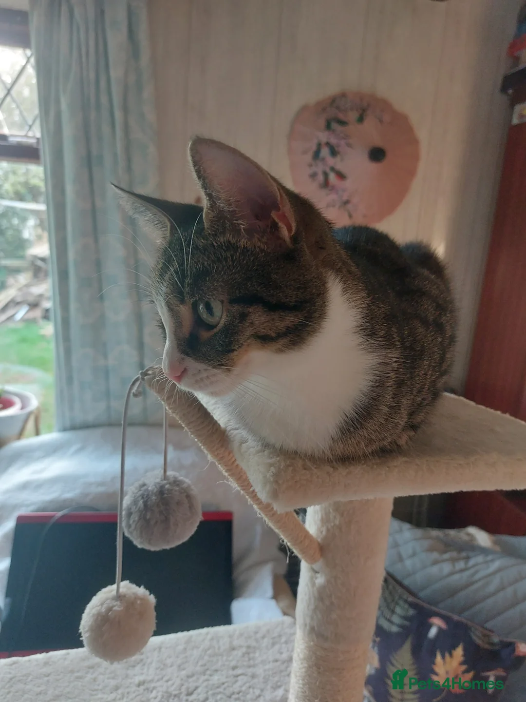 Mixed Breed cats for sale: 5 KITTENS FOR SALE MIXED BREED - Advert 7