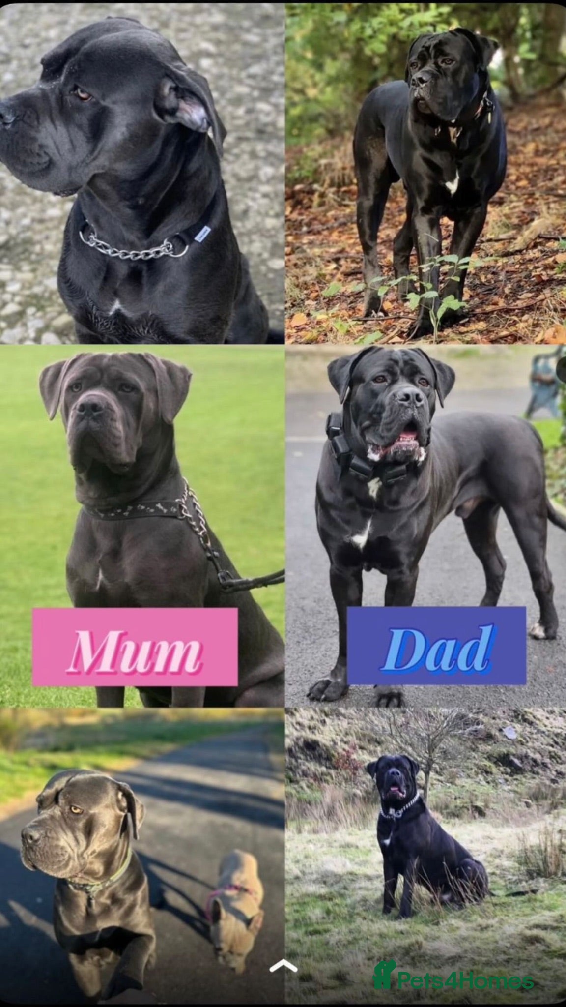 Cane Corso dogs Beautiful Cane Corso’s Puppies Italian Bloodline - Advert 12