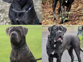Cane Corso dogs Beautiful Cane Corso’s Puppies Italian Bloodline - Advert 1