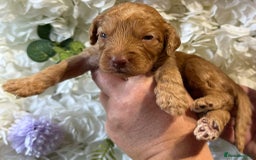 Cockapoo dogs for sale: F1 mini Cockapoos 30 dna health tested clear  - Image 9