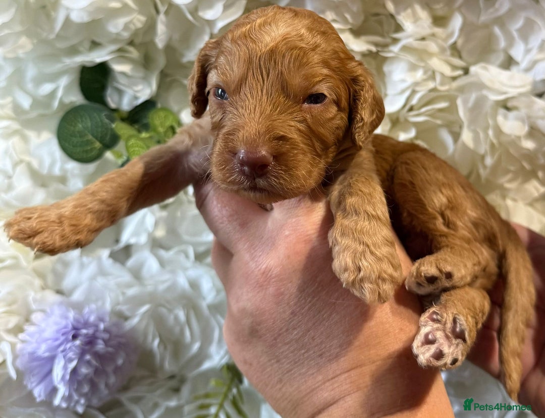 Cockapoo dogs for sale: F1 mini Cockapoos 30 dna health tested clear  - Image 9