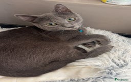 Russian Blue cats for sale: 1 kitten available  in Leicester - Image 4
